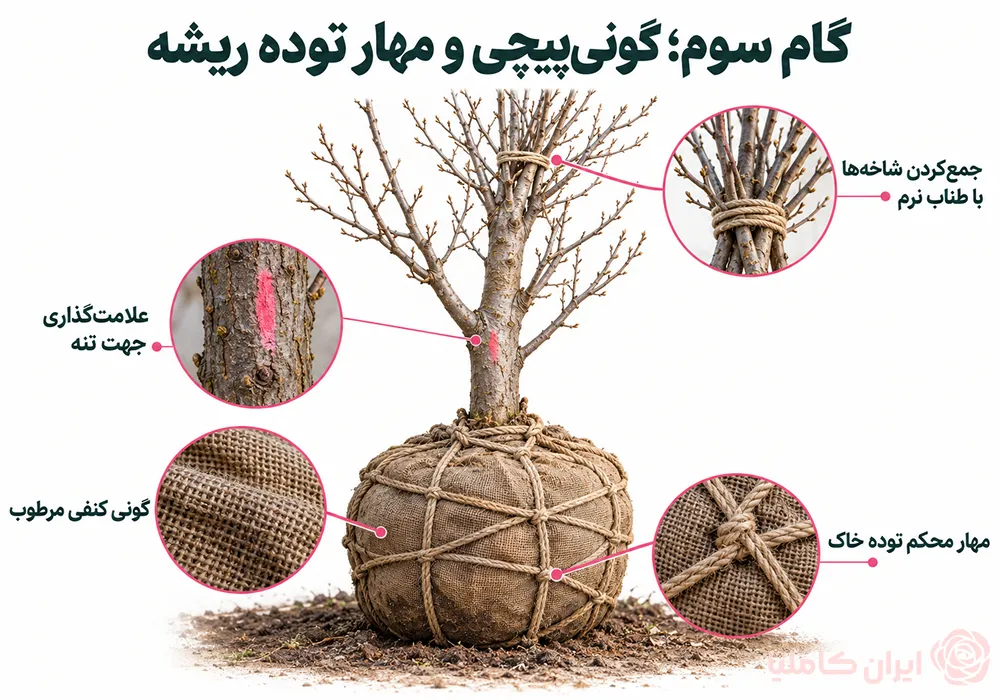 جابجایی درخت توت